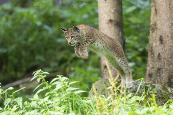 Eurasian lynx (Lynx lynx) youngster jumping in the air, hunting, Austria
