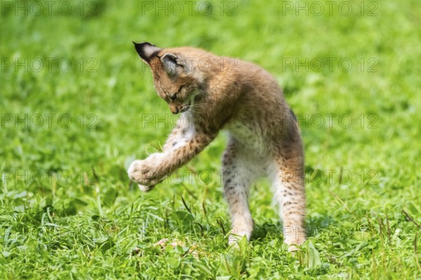 Eurasian lynx (Lynx lynx) youngster jumping in the air on a meadow, Bavaria, Germany