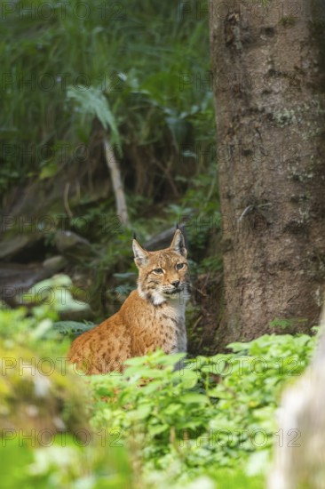 Eurasian lynx (Lynx lynx) in a forest, Austria