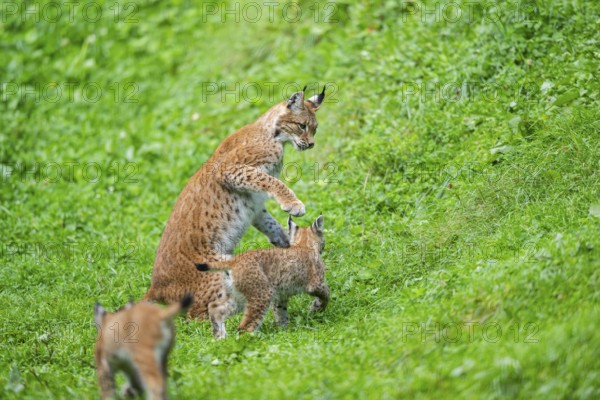 Eurasian lynx (Lynx lynx) youngster on a meadow, Bavaria, Germany
