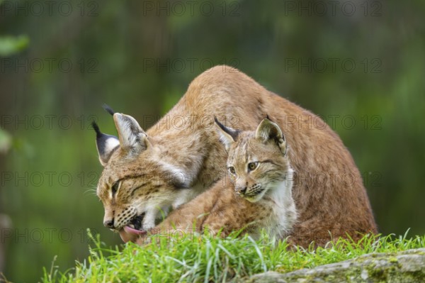 Eurasian lynx (Lynx lynx) mother with her youngster, Austria