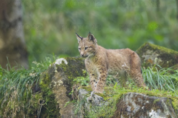 Eurasian lynx (Lynx lynx) youngster on a rock, Bavaria, Germany