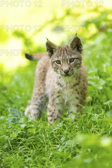 Eurasian lynx (Lynx lynx) youngster on a meadow, Bavaria, Germany