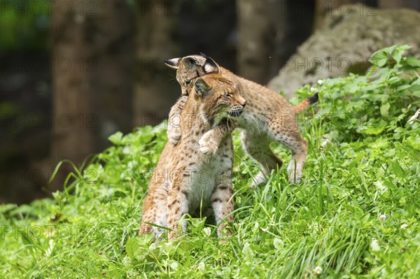 Eurasian lynx (Lynx lynx) mother with her youngster, playing, jumping, Austria