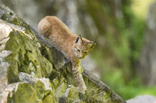 Eurasian lynx (Lynx lynx) youngster climbing on a rock, Bavaria, Germany