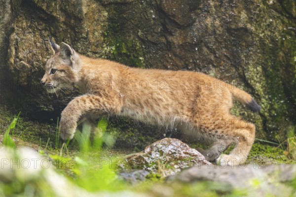 Eurasian lynx (Lynx lynx) youngster on a rock, Austria