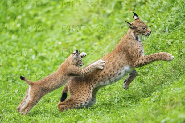Eurasian lynx (Lynx lynx) youngster on a meadow, Bavaria, Germany