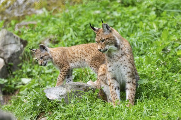 Eurasian lynx (Lynx lynx) mother with her youngster, Austria
