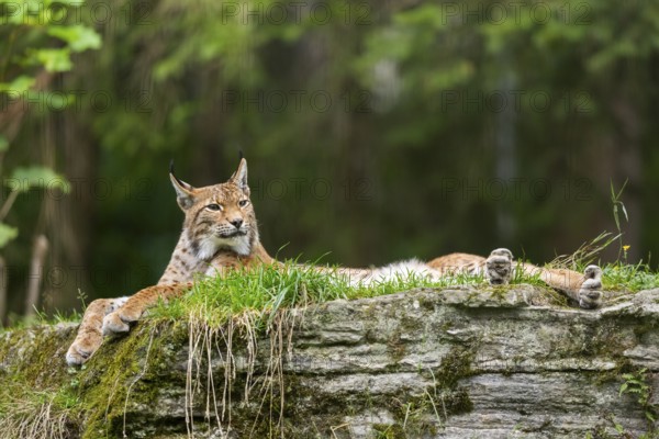 Eurasian lynx (Lynx lynx) on a rock, Austria