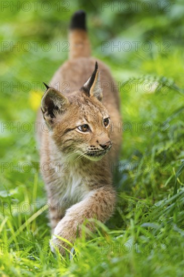 Eurasian lynx (Lynx lynx) youngster on a meadow, Bavaria, Germany