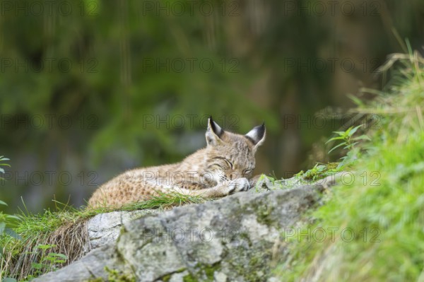 Eurasian lynx (Lynx lynx) youngster on a rock, Bavaria, Germany