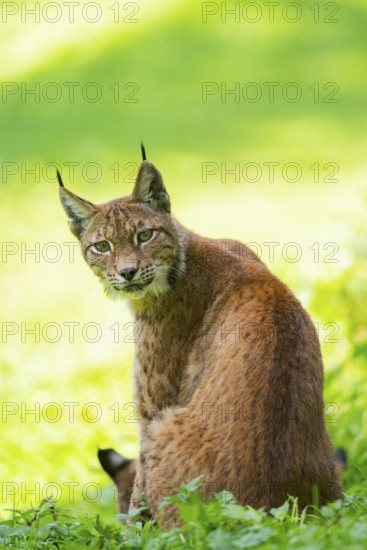 Eurasian lynx (Lynx lynx) on a meadow, Austria