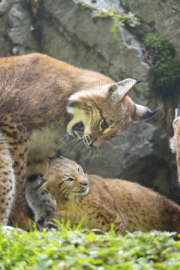 Eurasian lynx (Lynx lynx) mother with her youngster, Austria
