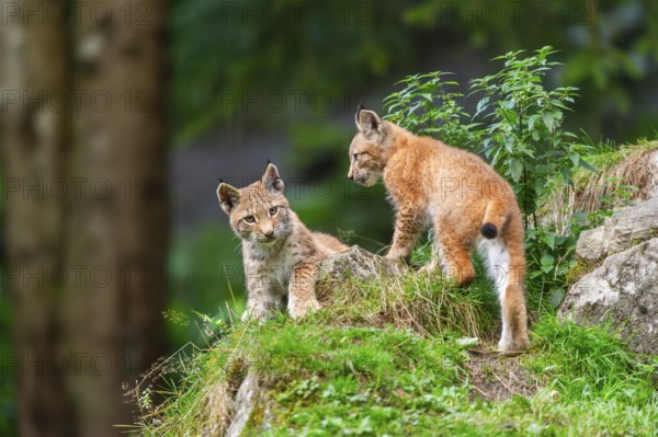 Eurasian lynx (Lynx lynx) youngsters on a rock, Austria