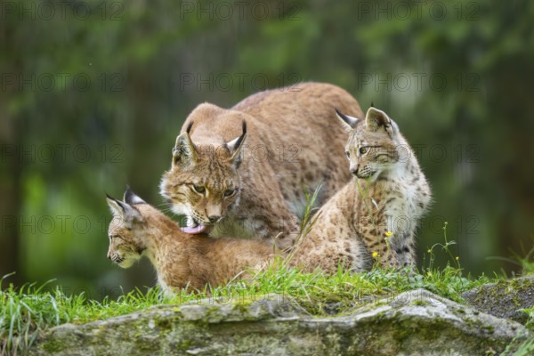 Eurasian lynx (Lynx lynx) mother with her youngsters, Austria