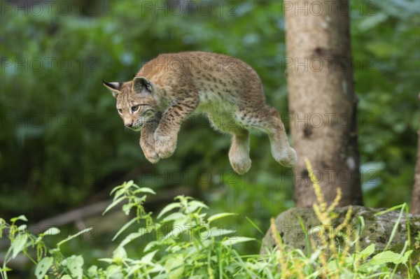 Eurasian lynx (Lynx lynx) youngster jumping in the air, hunting, Austria