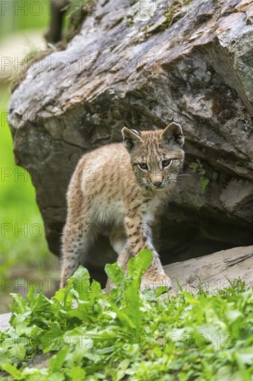 Eurasian lynx (Lynx lynx) youngster on a rock, Austria