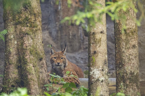 Eurasian lynx (Lynx lynx) in a forest, Austria