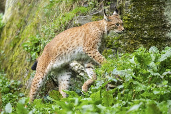 Eurasian lynx (Lynx lynx) on a meadow, Austria
