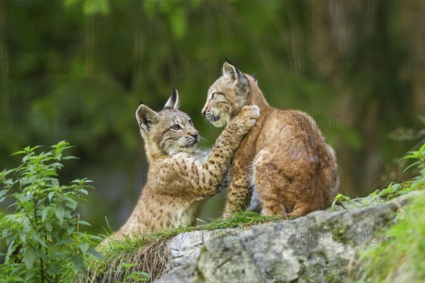 Eurasian lynx (Lynx lynx) youngsters on a rock, Bavaria, Germany