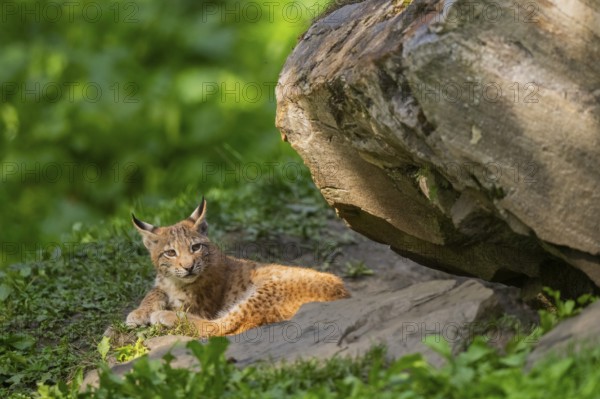 Eurasian lynx (Lynx lynx) youngster, Austria