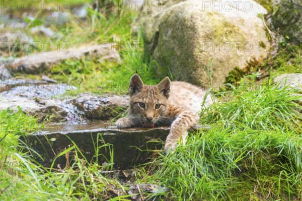 Eurasian lynx (Lynx lynx) youngster drinking water, Austria