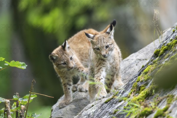 Eurasian lynx (Lynx lynx) youngsters on a rock, Bavaria, Germany