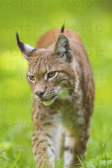 Eurasian lynx (Lynx lynx), portrait, Austria