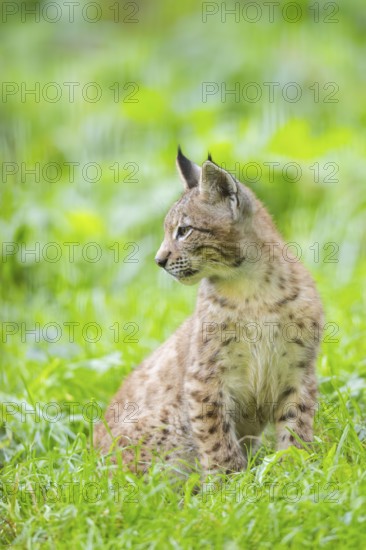 Eurasian lynx (Lynx lynx) youngster on a meadow, Bavaria, Germany