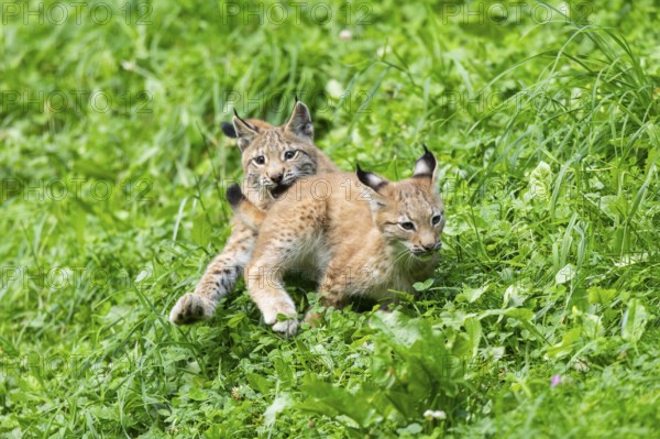 Eurasian lynx (Lynx lynx) youngsters playing on a meadow, Bavaria, Germany