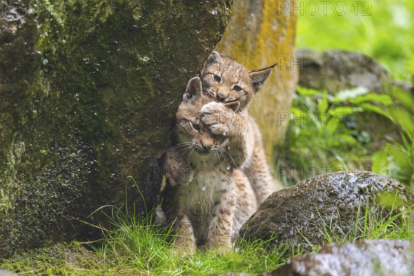 Eurasian lynx (Lynx lynx) youngsters playing with each other, Austria
