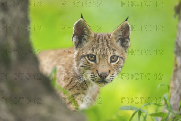 Eurasian lynx (Lynx lynx) youngster, portrait, Bavaria, Germany