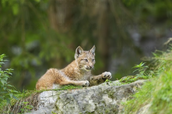 Eurasian lynx (Lynx lynx) youngster on a rock, Bavaria, Germany