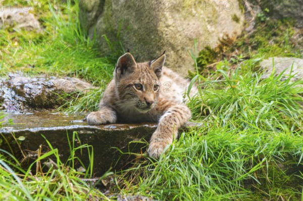 Eurasian lynx (Lynx lynx) youngster on a rock, Austria