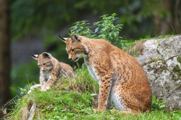 Eurasian lynx (Lynx lynx) mother with her youngster, Austria