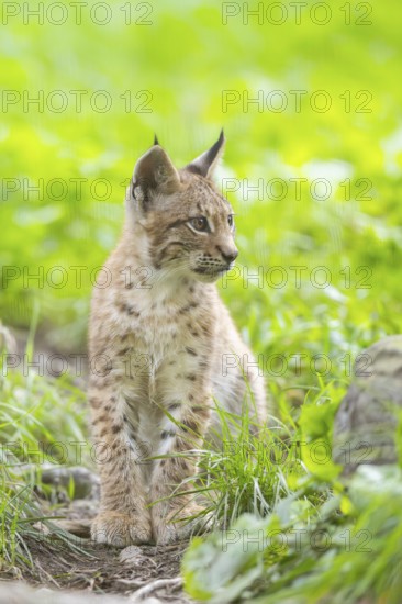 Eurasian lynx (Lynx lynx) youngster on a meadow, Bavaria, Germany