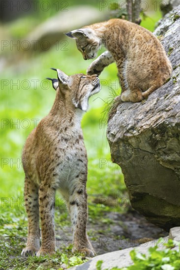 Eurasian lynx (Lynx lynx) mother with her youngster, Austria
