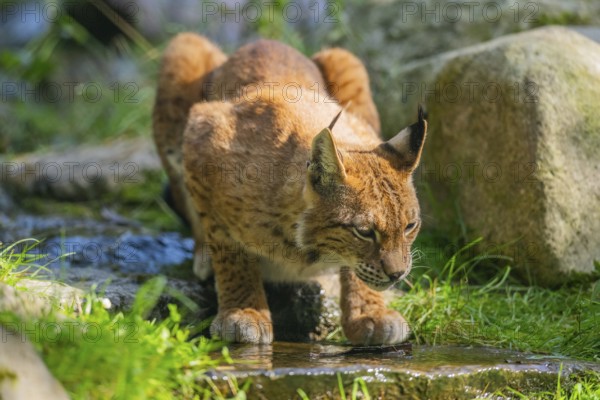 Eurasian lynx (Lynx lynx) drinking water, Austria