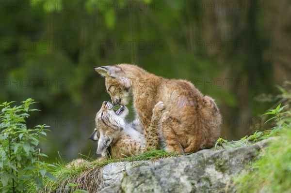 Eurasian lynx (Lynx lynx) youngsters on a rock, Bavaria, Germany