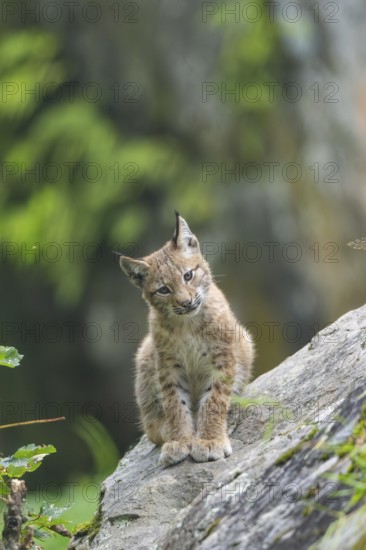 Eurasian lynx (Lynx lynx) youngster on a rock, Bavaria, Germany