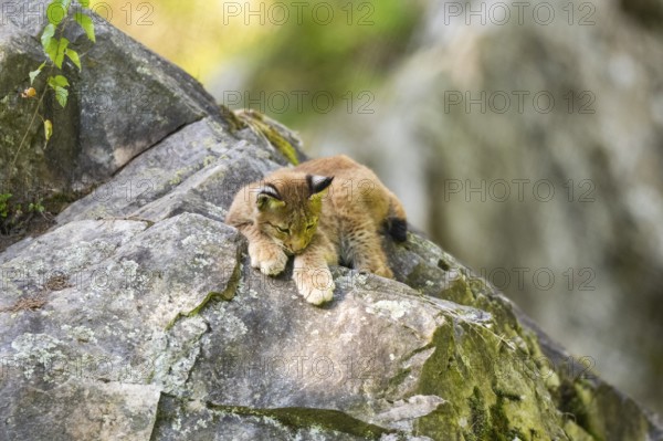 Eurasian lynx (Lynx lynx) youngster climbing on a rock, Bavaria, Germany