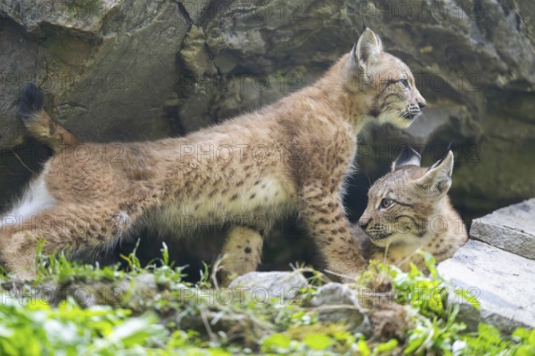 Eurasian lynx (Lynx lynx) youngster, Bavaria, Germany