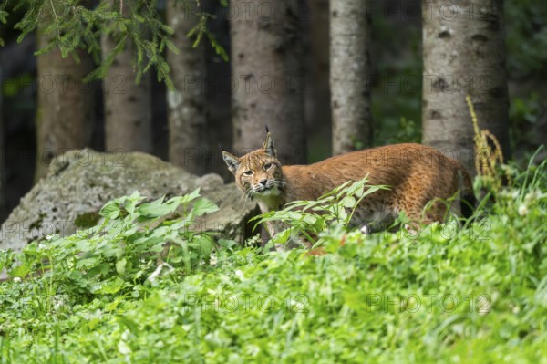Eurasian lynx (Lynx lynx) on a meadow, Austria