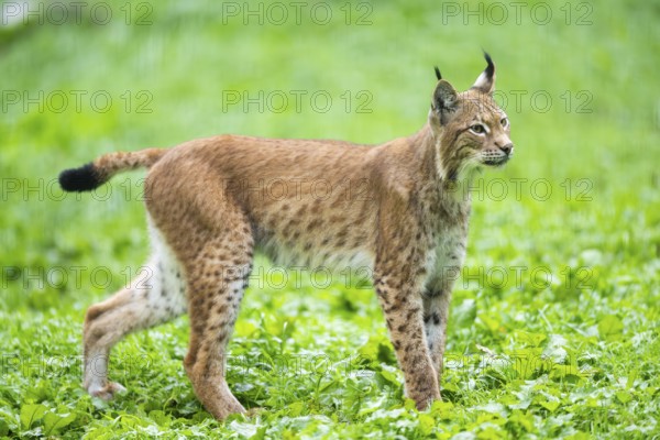 Eurasian lynx (Lynx lynx) on a meadow, Austria