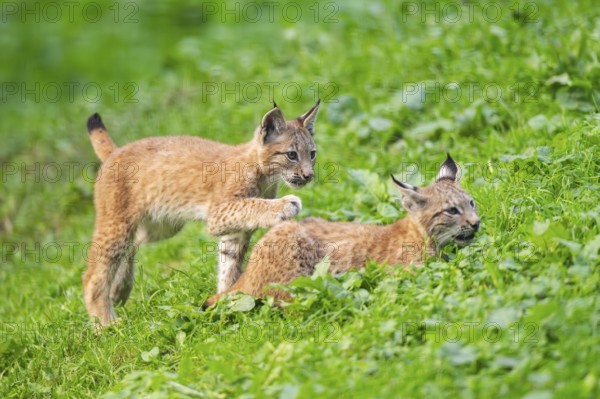 Eurasian lynx (Lynx lynx) youngsters on a meadow, Bavaria, Germany