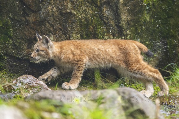 Eurasian lynx (Lynx lynx) youngster on a rock, Austria
