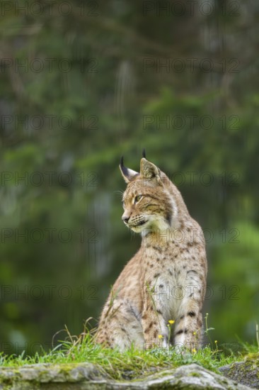 Eurasian lynx (Lynx lynx) on a meadow, Austria