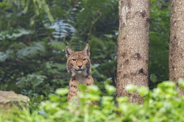 Eurasian lynx (Lynx lynx) in a forest, Austria
