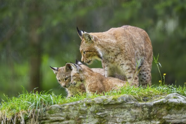 Eurasian lynx (Lynx lynx) mother with her youngsters, Austria