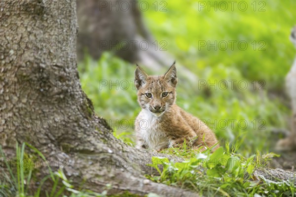 Eurasian lynx (Lynx lynx) youngster on a meadow, Bavaria, Germany